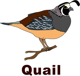 Quail